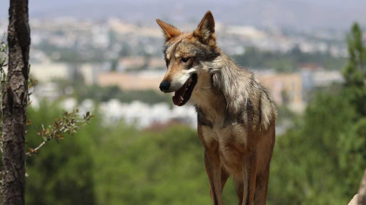 El Museo del Desierto de Coahuila retoma los esfuerzos de reproducción del lobo mexicano con la llegada de nuevos ejemplares en cuarentena.