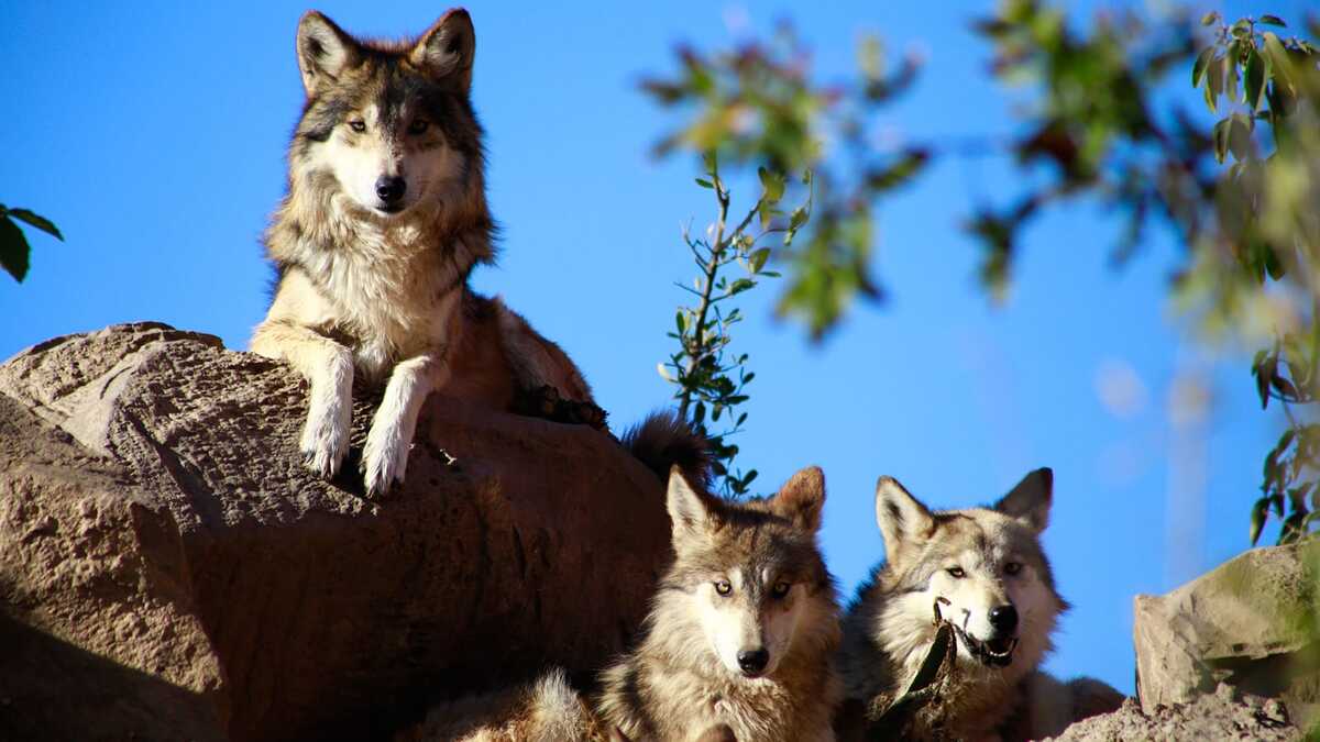 Lobo mexicano regresa a vida silvestre tras 50 años de extinción.| Especial.