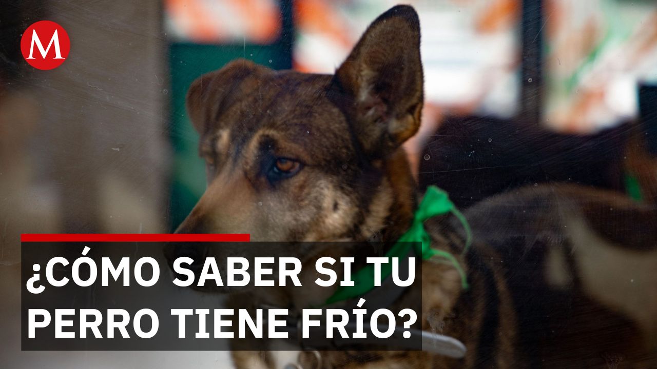 Mascotas bajo cero: ¿A qué temperatura real empieza el peligro para tu perro?