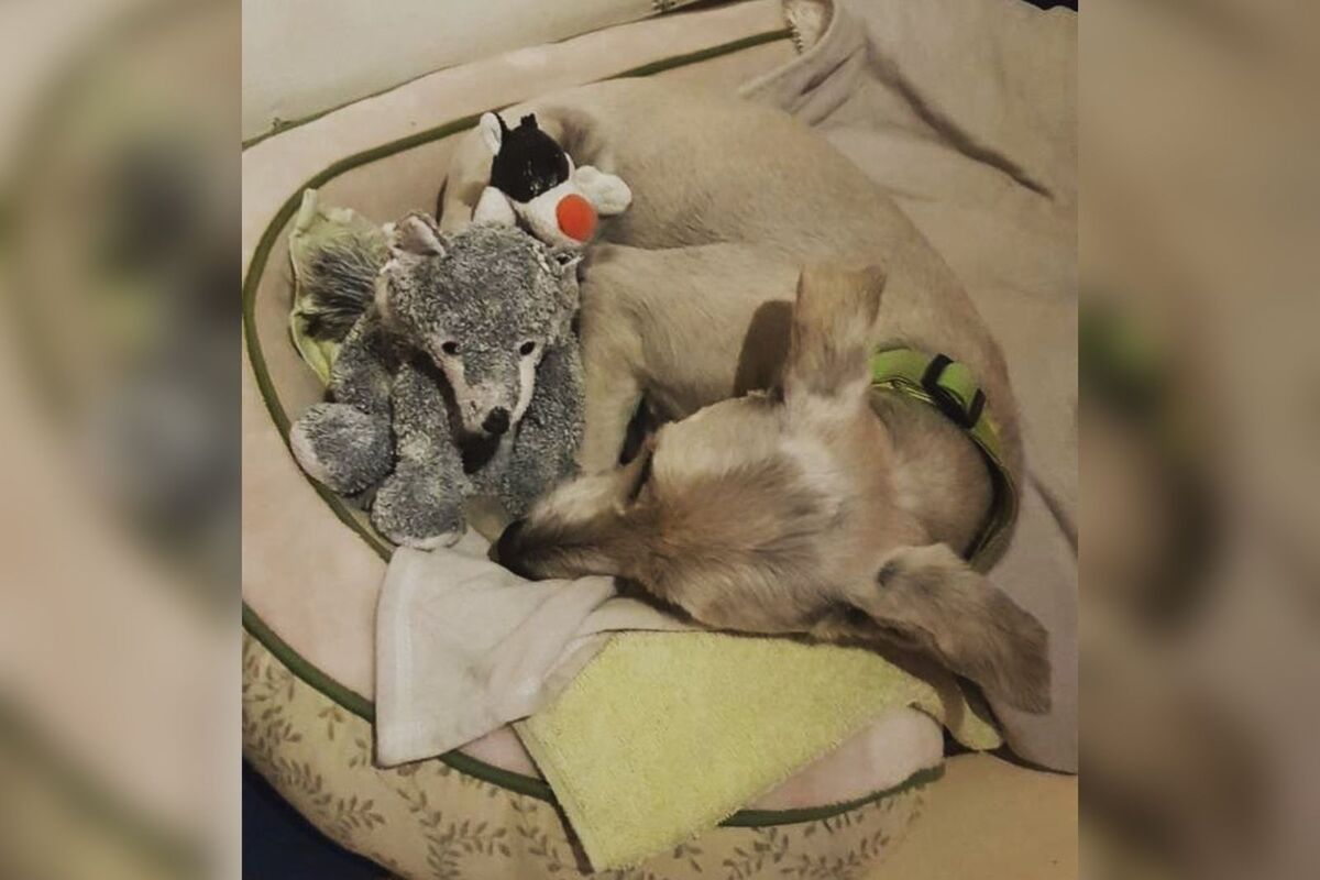 Usuarios en X mostraron su respaldo al político por la muerte de 'Vito Quadri' y pidieron que el caso no quede impune. | Instagram