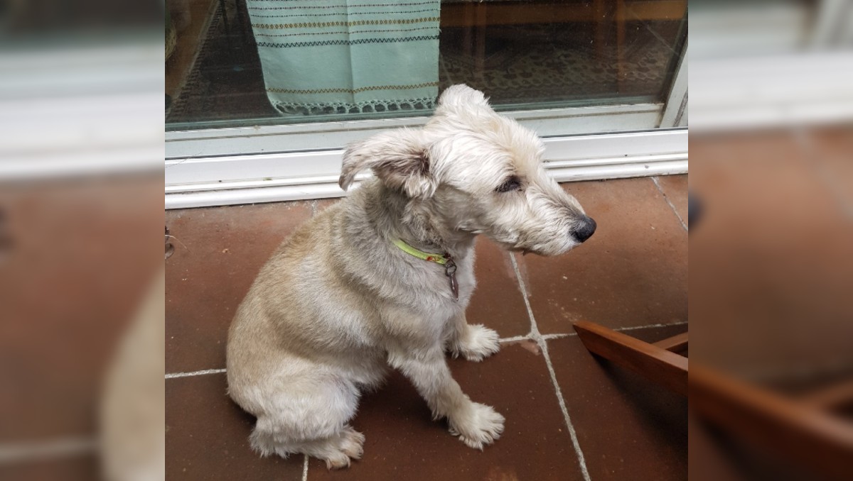 Gabriel Quadri revela video del momento en que su perro fue atacado por un pastor belga: "jamás agredió a nadie"