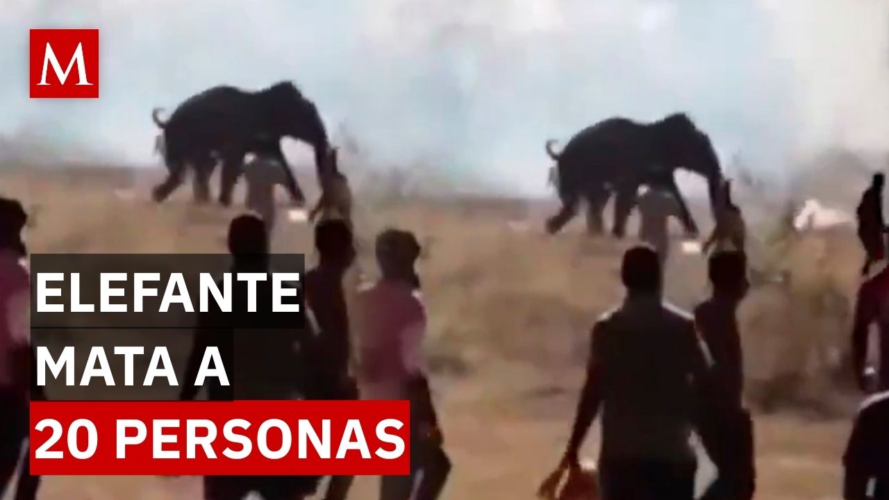 Elefante provoca destrucción y muertes en India: autoridades buscan su paradero