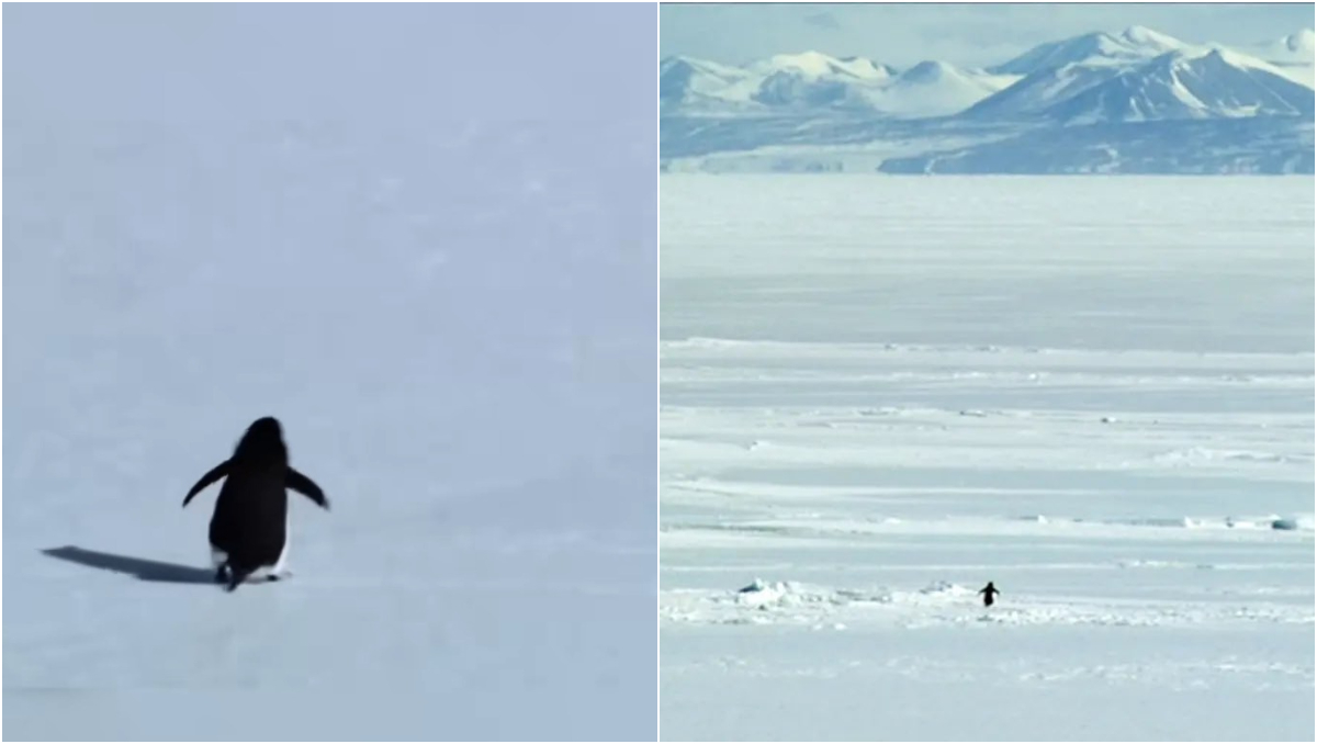 El fragmento del documental ha sido descrito por miles de usuarios como "motivacional" | Especial