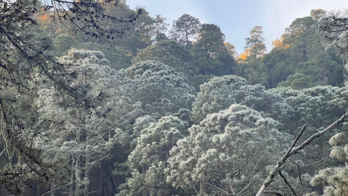Habitantes de la comunidad Cienega de González tomaron fotos del lindo paisaje blanco por el frío ártico| Edgar Plata