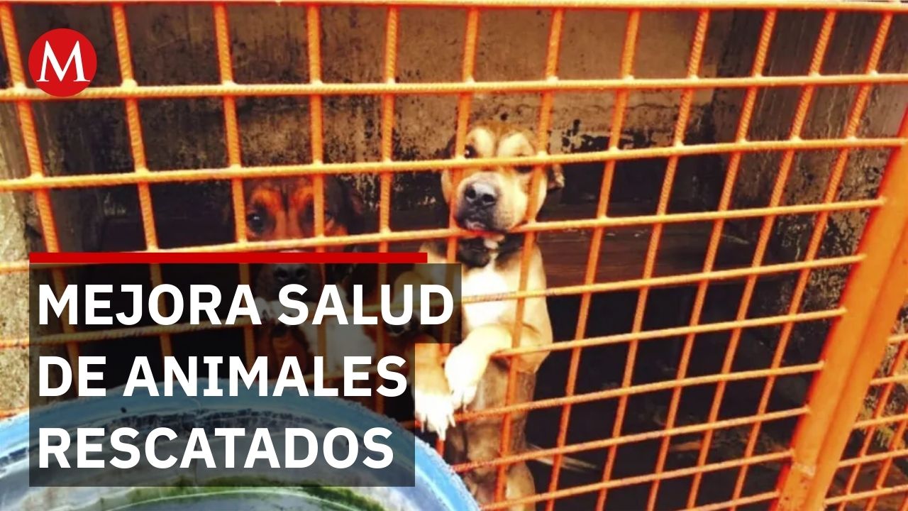 Rescate de animales en refugio franciscano marca pauta para nuevas regulaciones