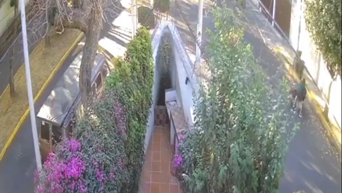 'Vito' fue atacado en calles de la alcaldía Coyoacán, en Ciudad de México. | Foto: X