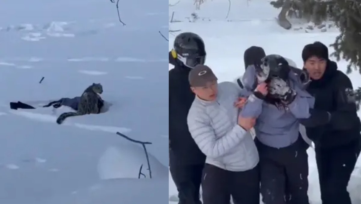 Ataque de leopardo de las nieves a esquiadora encendió alertas en Xinjiang. | FOTO. Especial
