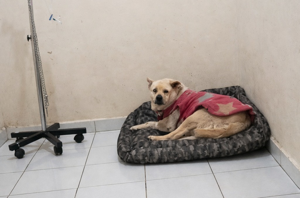 Blanquta fue trasladada a una veterinaria con el apoyo de ciudadanos. (Cortesía)