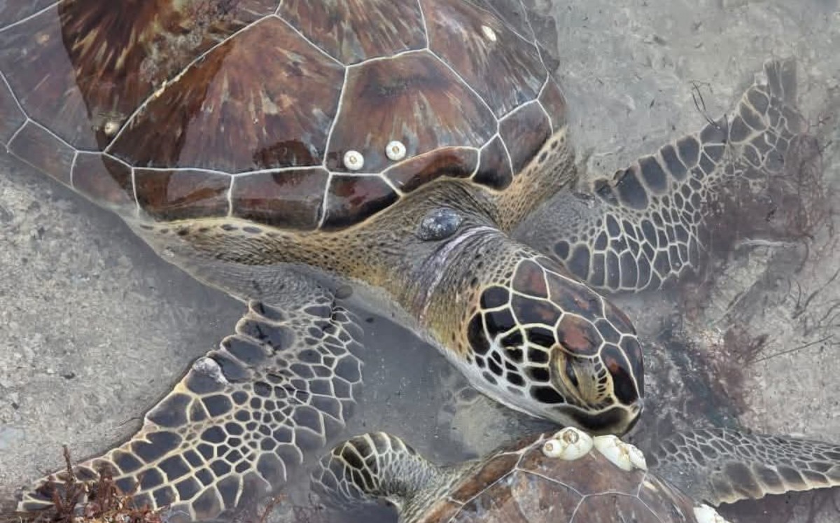 El caparazón de la tortuga marina es de forma de corazón pero conforme maduran, se hace más largo.| Sergio Sánchez