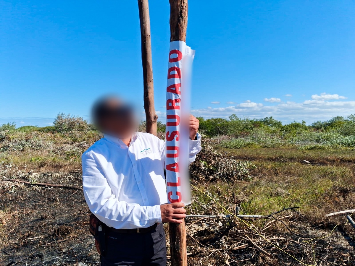 Talan casi 6 mil metros cúbicos de mangle para lotificar predios en Yucatán