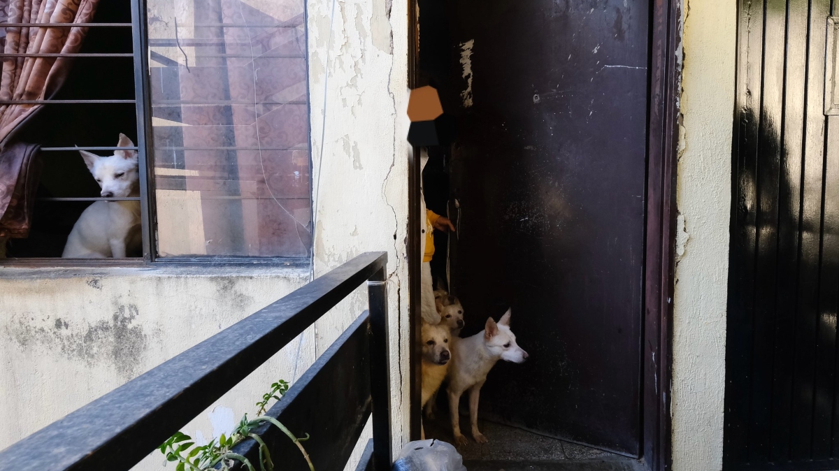 En apenas 60 metros cuadrados y condiciones escalofriantes vivían más de 50 lomitos en Guadalajara (Foto: Cortesía)