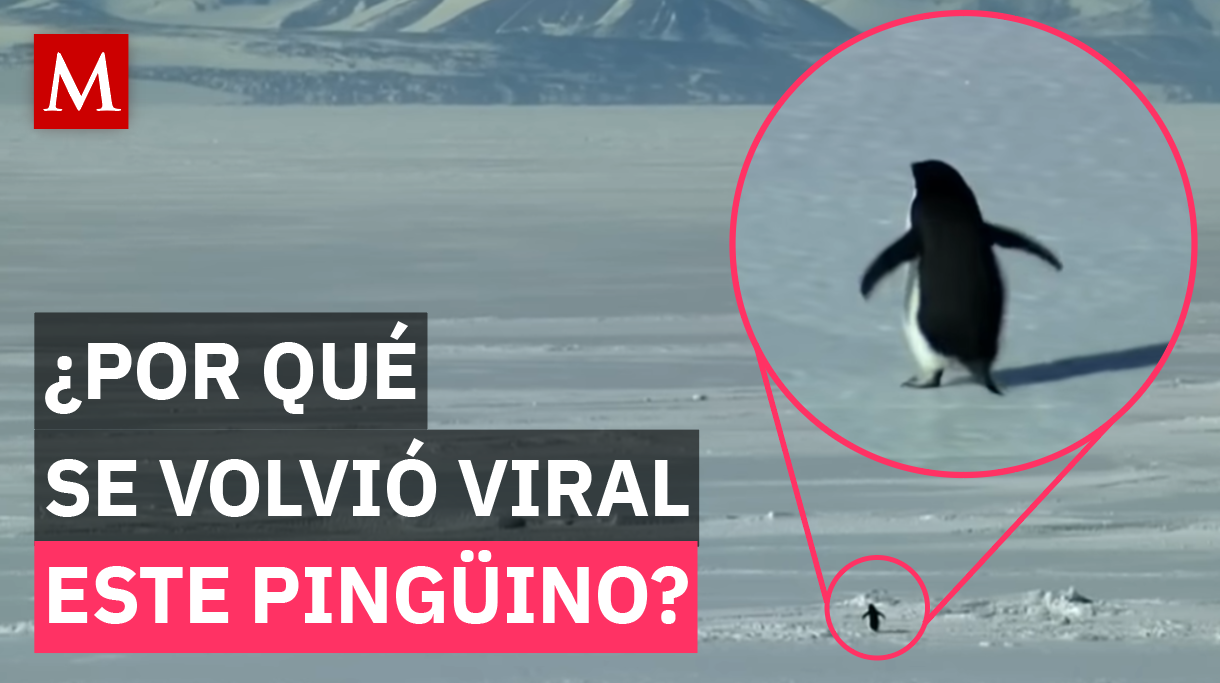 El pingüino que se alejó de su colonia y terminó reflejando los miedos de toda una generación