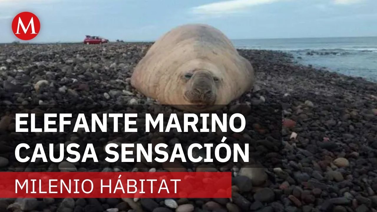 Elefante marino aparece en playa de Los Ayala, Nayarit | Milenio Hábitat
