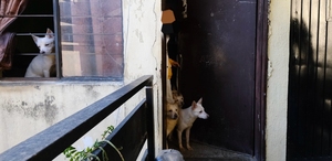 El caso es uno de los más extremos de acumulación y maltrato animal registrados en la zona metropolitana de Guadalajara