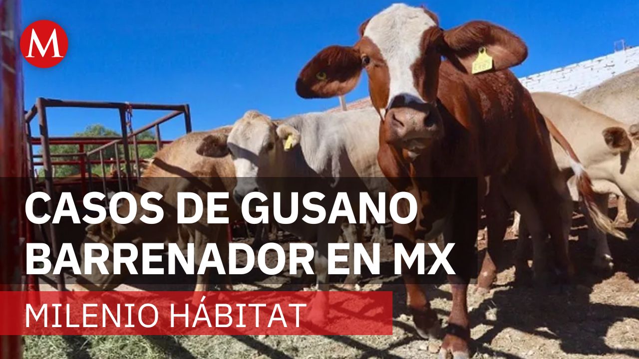 Perros, segunda especie más afectada por el gusano barrenador | Milenio Hábitat