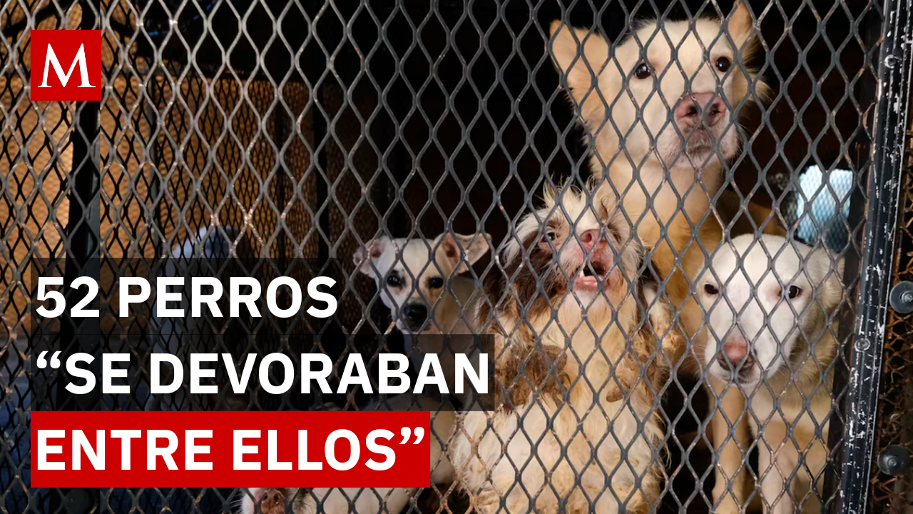 Rescate extremo en Guadalajara: perros luchaban por sobrevivir