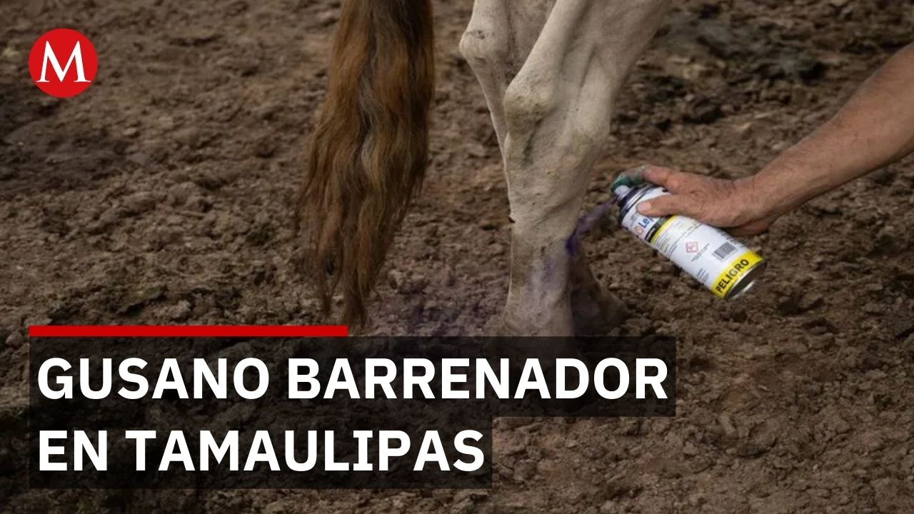 Tamaulipas registra 20 casos de gusano barrenador y Senasica mantiene vigilancia sanitaria