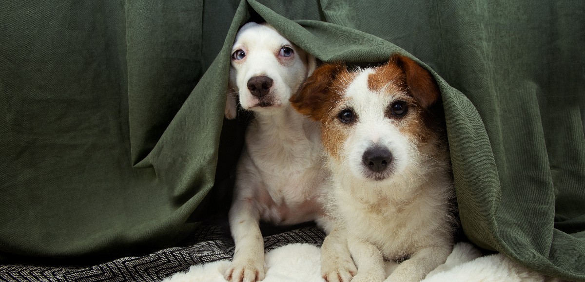 ¿Sabías que a los perros también les gusta el chisme? Un estudio revela el aprendizaje a escondidas de nuestras mascotas