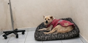 Blanquta fue trasladada a una veterinaria con el apoyo de ciudadanos