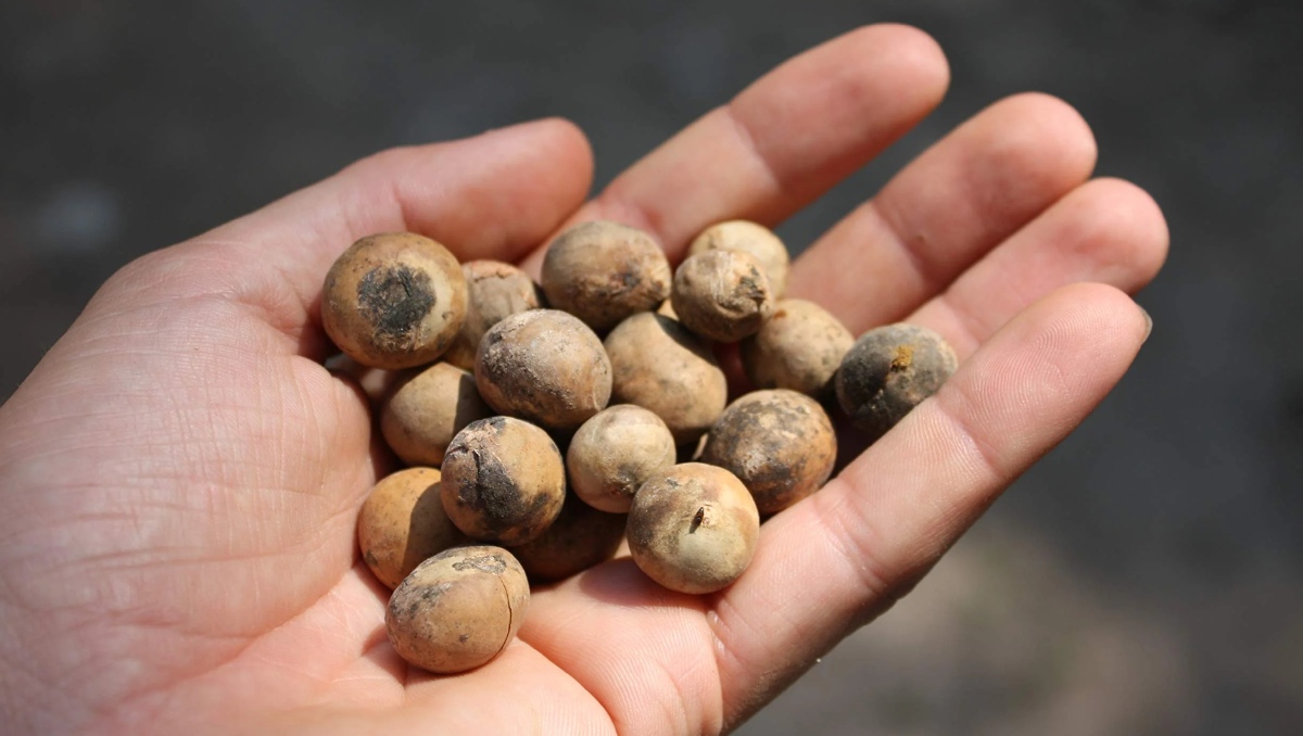 Capomo: el ingrediente ancestral que redefine el bienestar consciente