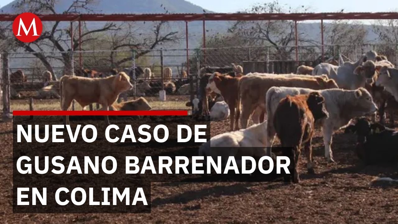 Identifican nuevo caso de gusano barrenador en un becerro macho en Colima