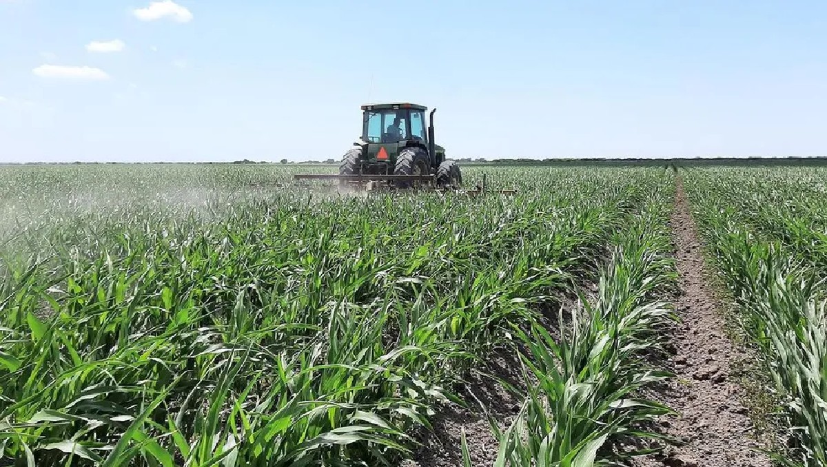 La proyección para este grano se redujo. (Cortesía)