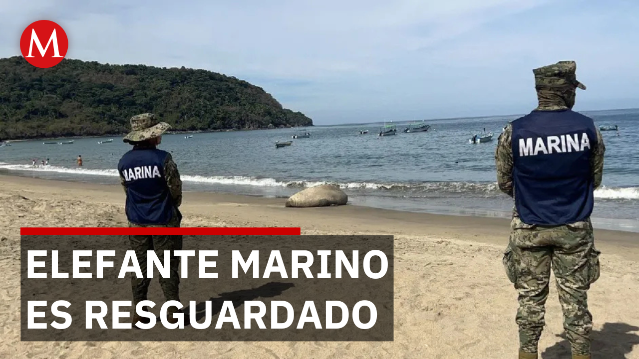 En Nayarit, resguardan a elefante marino que descansa en una playa