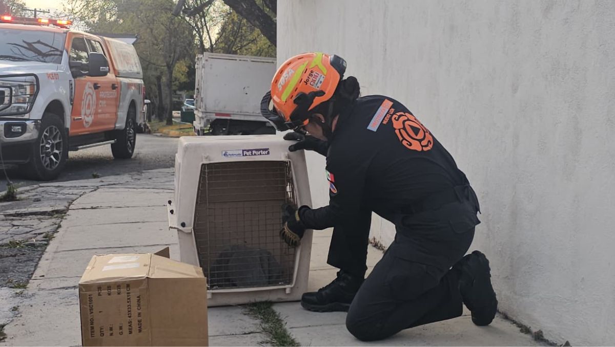 El rescate del animal se efectuó en las calles Tepatitlán y Zapotlán. | Especial