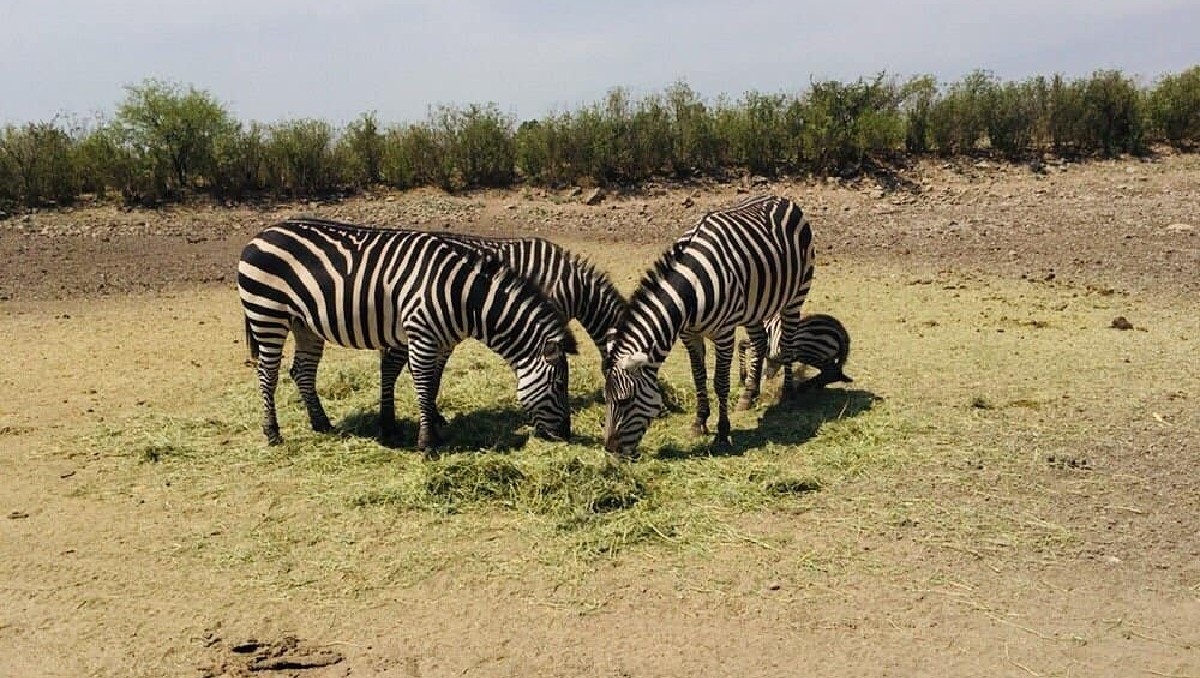 Zooleón: muere cebra tras presuntas faltas de seguridad | Especial