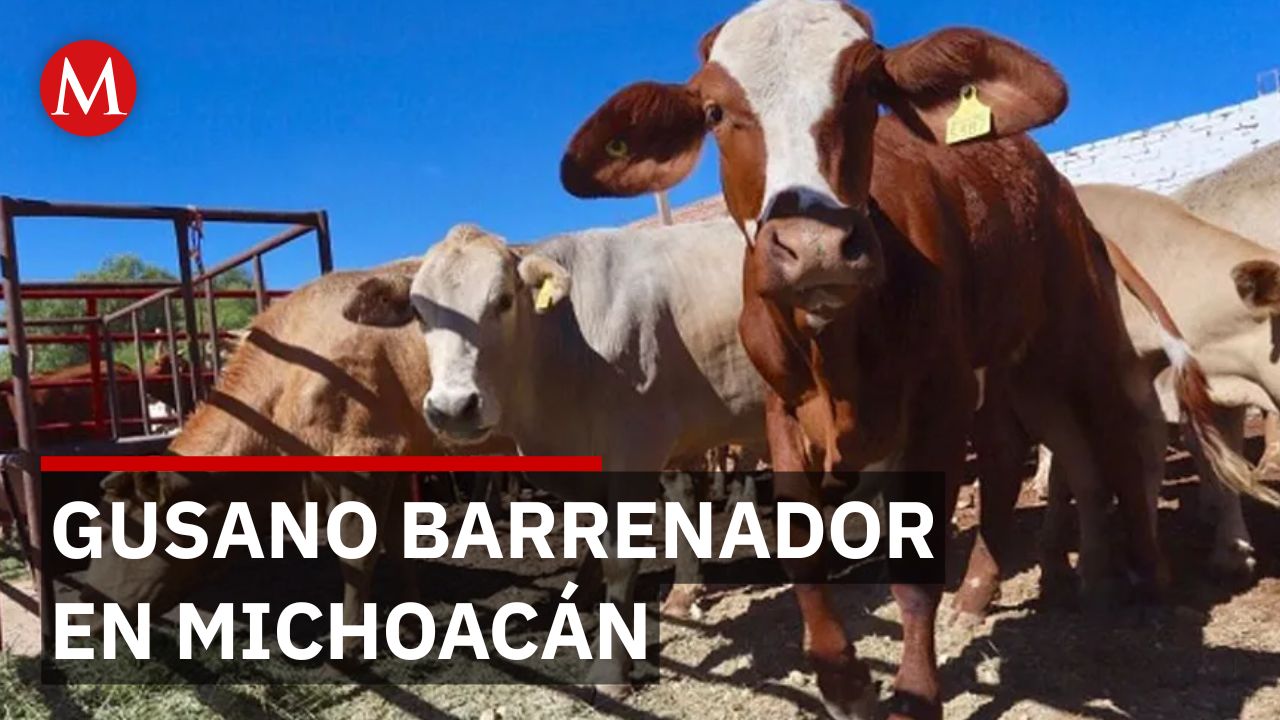 Casos por gusano barrenador: Los animales afectados se encuentran bajo tratamiento y vigilancia