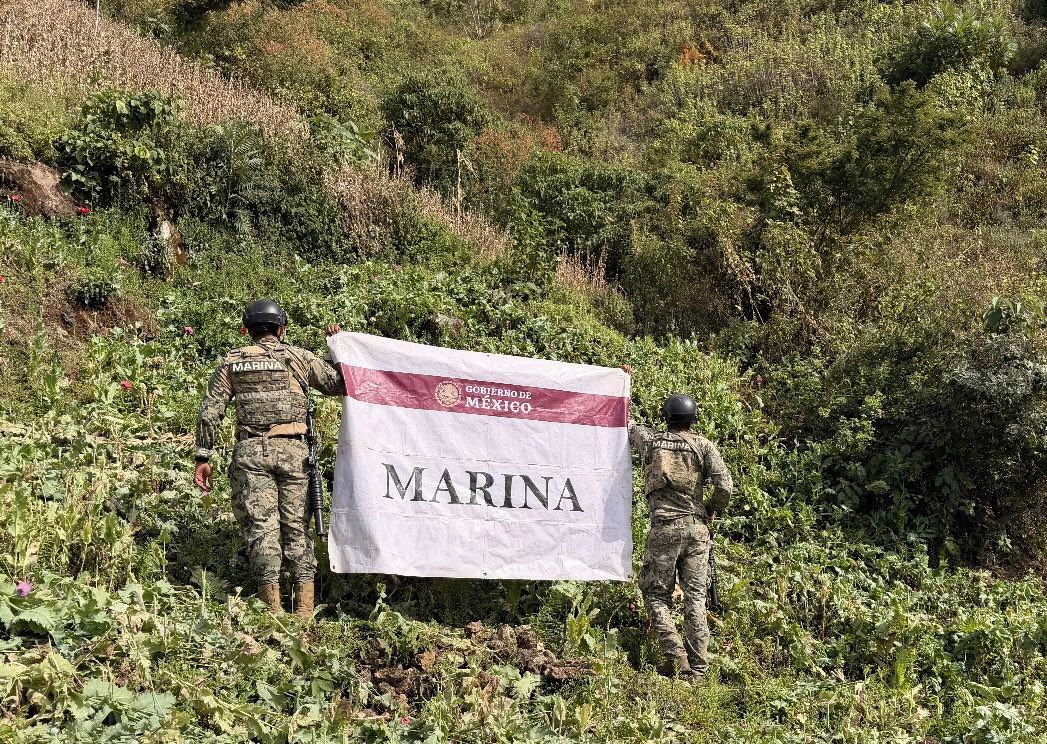 Erradican más de 3.5 millones de plantas de amapola en Nayarit