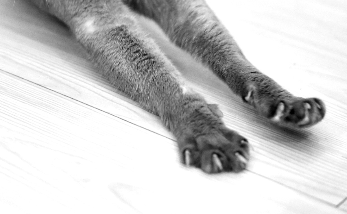 “Trato de domeñar toda esa energía entrenando a la bestezuela, pero la ferocidad está en su naturaleza.” (Foto: Timo Volz | Unsplash)