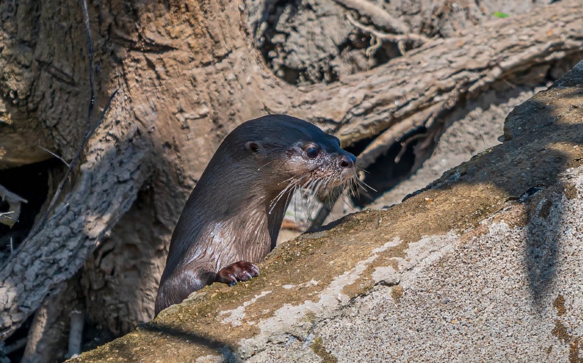 Las fotografías permiten documentar hechos poco comunes, generar evidencia de especies y fortalecer el conocimiento de la biodiversidad.| Franco Sale