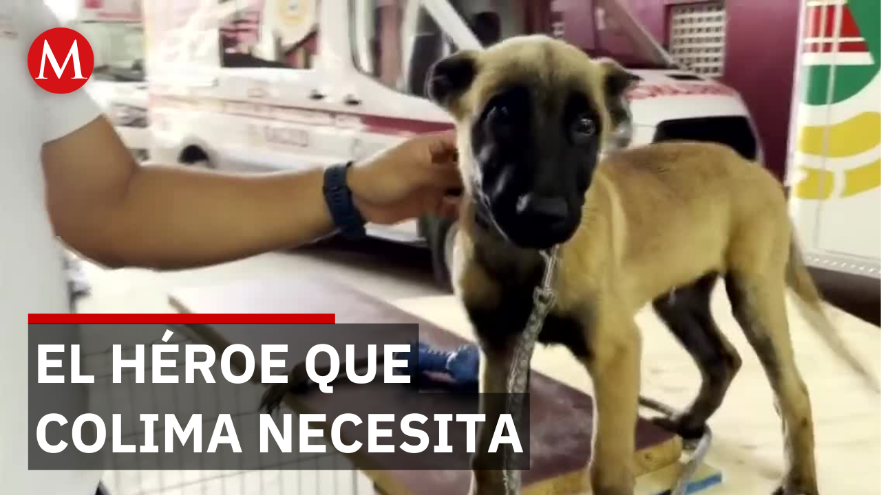 Historia del primer binomio canino de rescate en el estado de Colima