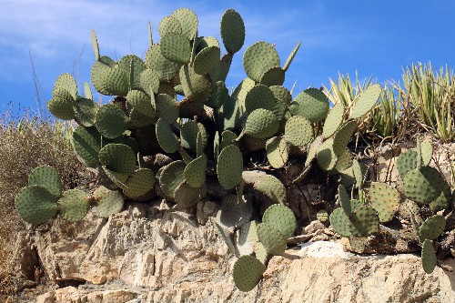 El nopal, un alimento subvalorado con gran potencial. | Rolando Riestra
