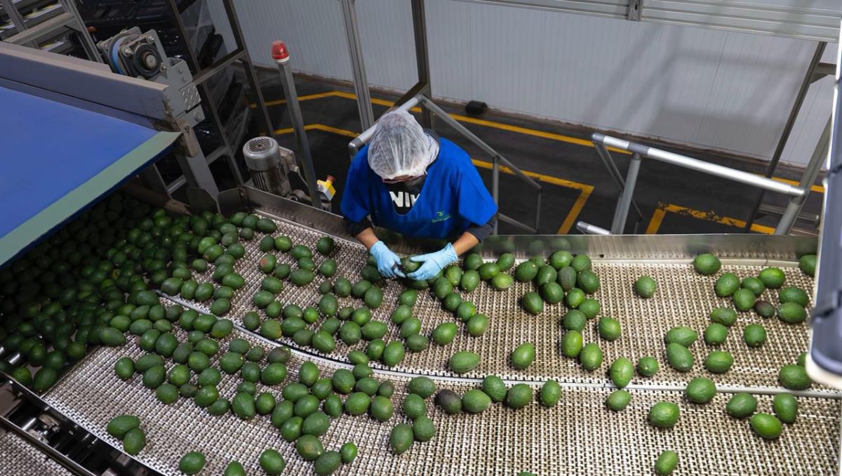 Aguacate michoacano para el Super Bowl llegará de huertas no deforestadas