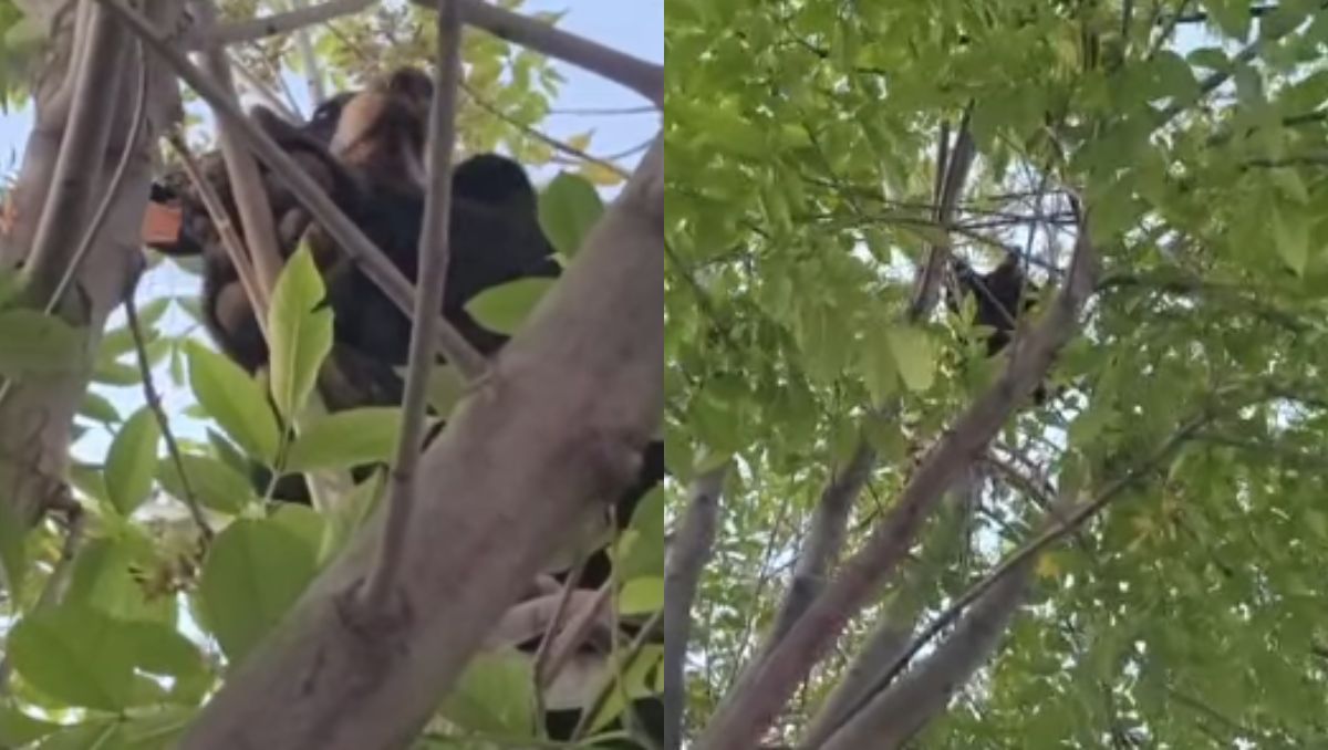 El animal se ha mantenido en el árbol desde la madrugada. Especia