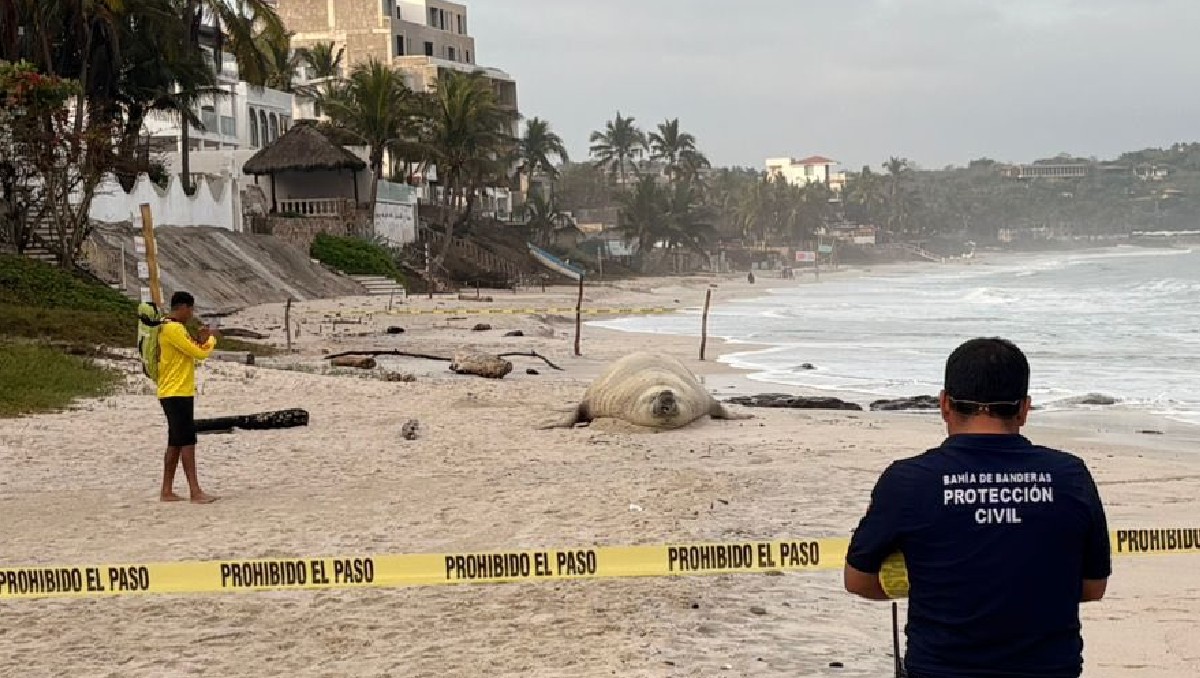 La zona fue delimitada para salvaguardar al ejemplar. | Especial
