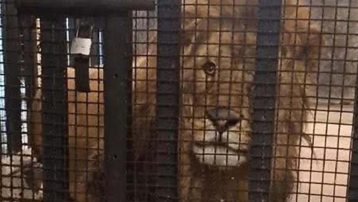 Vecinos alertaron a autoridades y permitieron el rescate de un león africano adulto, presunta víctima de maltrato animal. Especial