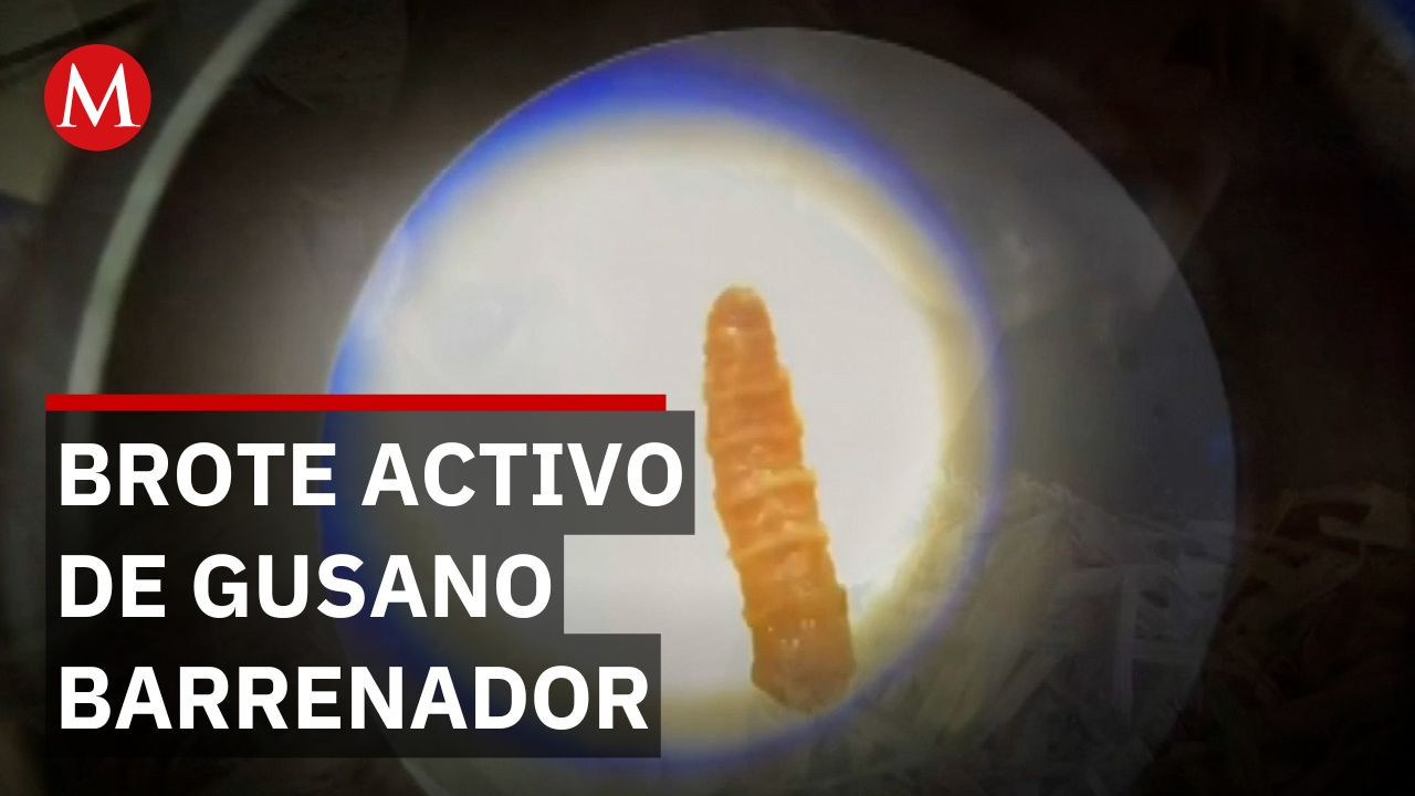 Aumentan casos de gusano barrenador en perros en México durante brote nacional