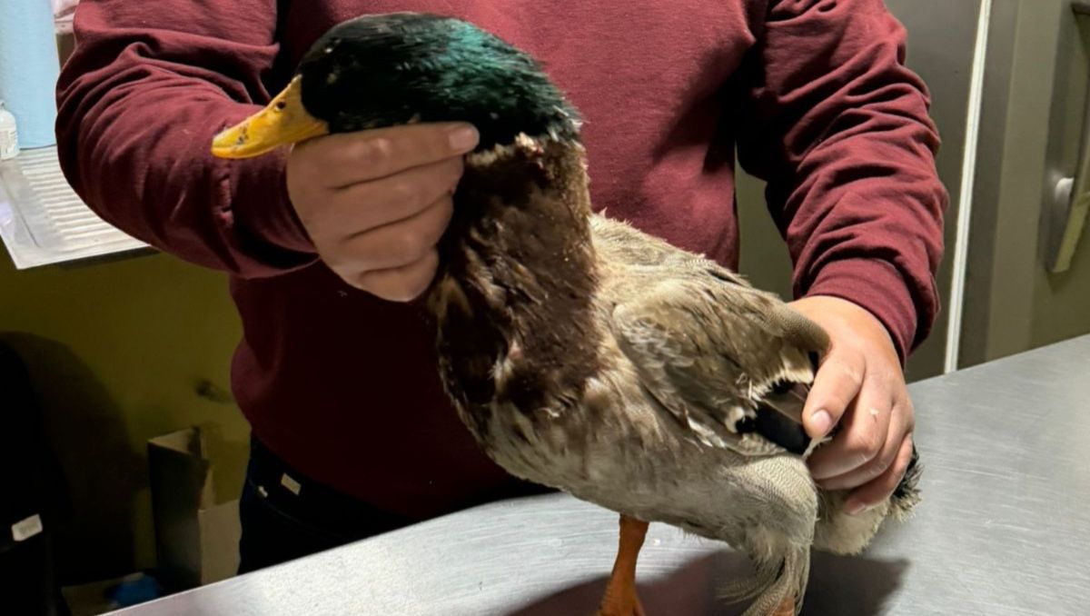 Es un ejemplar de Anas platyrhynchos, conocido como pato de collar. | Especial