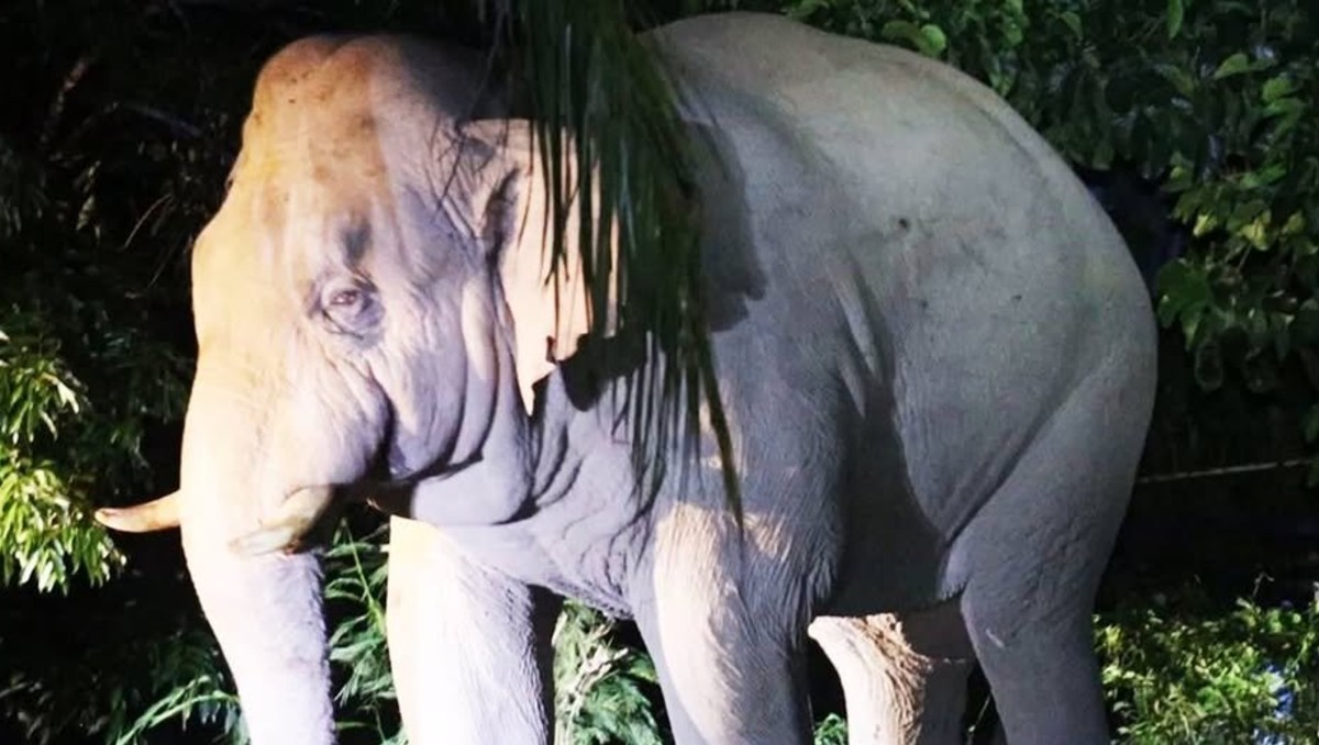 Las autoridades decidirán qué hacer con el elefante Oyewan. | Especial