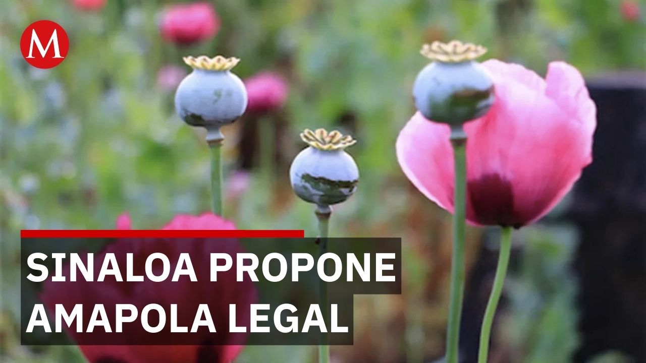Diputado Mario Zamora propone legalizar la producción de amapola medicinal en Sinaloa