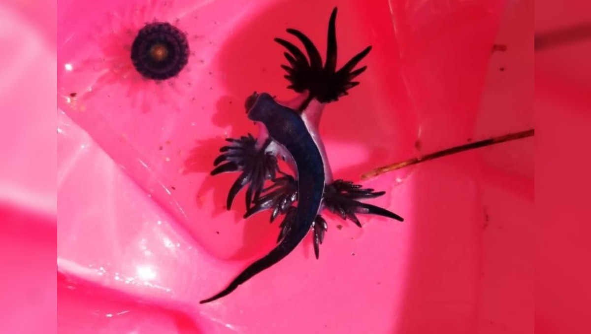 El ejemplar puede ser muy peligroso para los seres humanos. | Especial