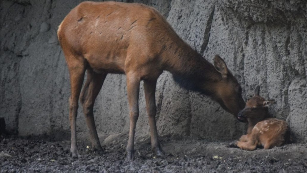 Gusano barrenador alcanza a la vida silvestre; reportan dos ciervos rojos infestados en Yucatán