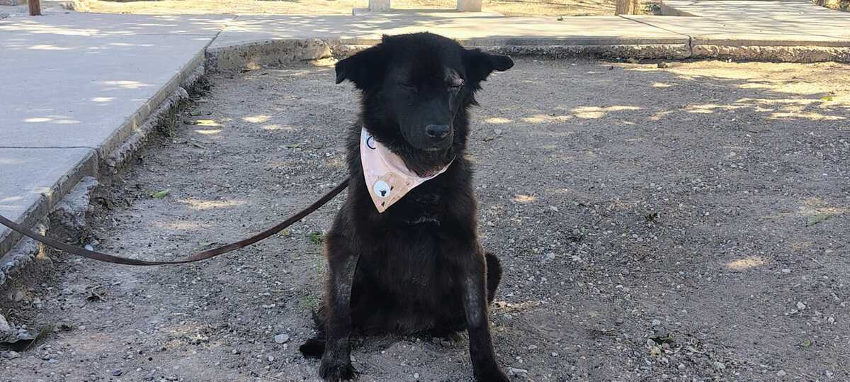 'La Negrita' espera una familia que la cuide y le de cariño. | Especial