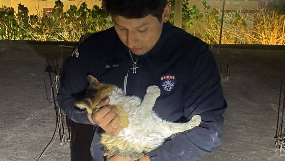 Al arribo de los rescatistas, se percataron de que la barda era muy alta y por ello el felino no podía salir. | Especial