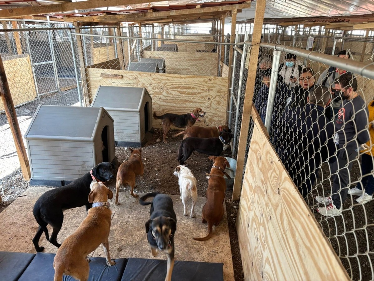 Los caninos rescatados del Refugio Franciscano reciben alimentación, salud y acompañamiento diario. | Especial