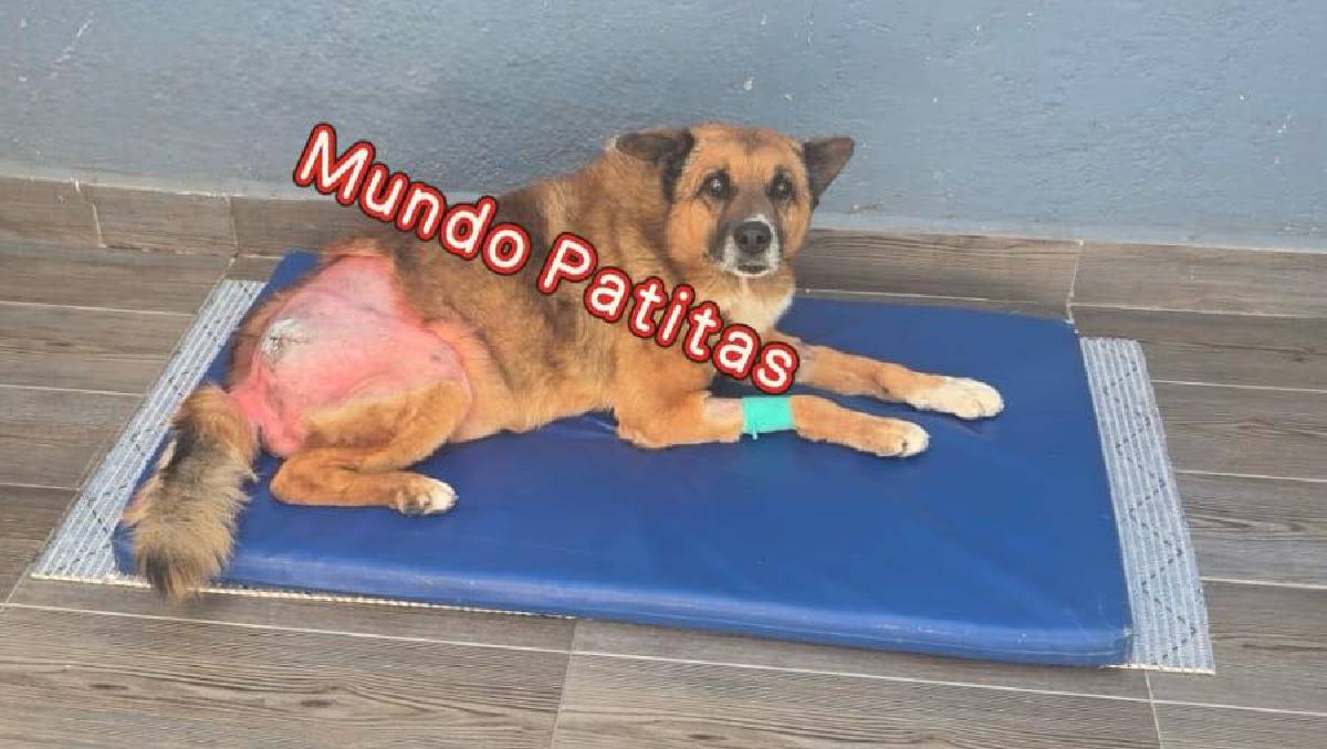 'Lobito' ya puede caminar después de su cirugía de cadera. Foto: (Especial)