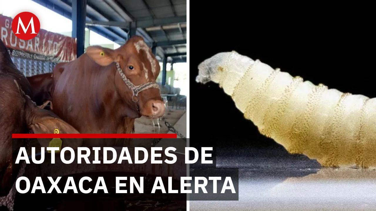 Oaxaca refuerza estrategia contra el gusano barrenador: Hay alerta